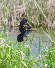 A male red-winged blackbird glides over the marsh grasses with wings splayed as he prepares to land.