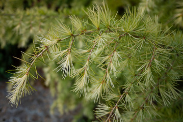 Larix laricina, commonly known as the tamarack, hackmatack, eastern larch, black larch, red larch,...