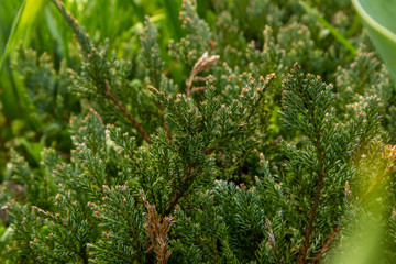 Juniper tree branch texture green needle background.