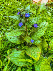 dragonfly on a flower