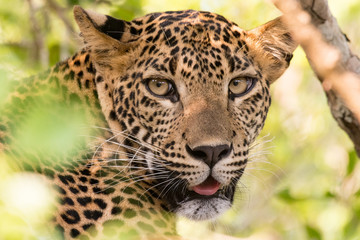 Leopard's face closeup looking to the camera. Wild leopard in nature