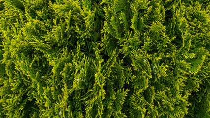 Green juniper branches in the park. Background. Macro shooting, closeup