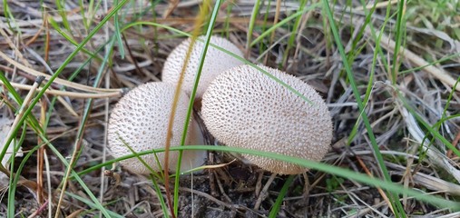 White freckled mushrooms in grass.