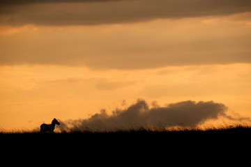 Naklejka na ściany i meble Silhouette of Zebra at sunset in Masai Mara