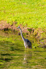 great blue heron
