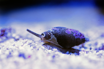Nassa mud snail (dog whelks) - Nassarius arcularius © Kolevski.V