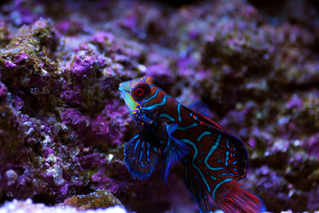 Synchiropus splendidus - The Mandarin fish, one of the most colorful saltwater fish