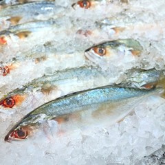 Fresh mackerel fish that are high in Omega 3.Fish on ice in supermarket. Is fish lives in sea and popular to cook because it is inexpensive and tasty