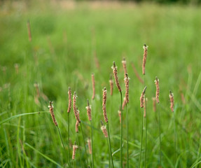 reeds with blur green background