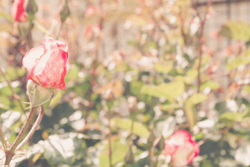 Fflowers and leaves of a living rose on a bush in soft shades