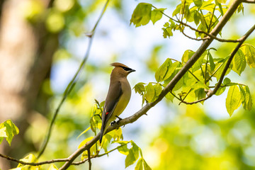 ceder waxwing on branch