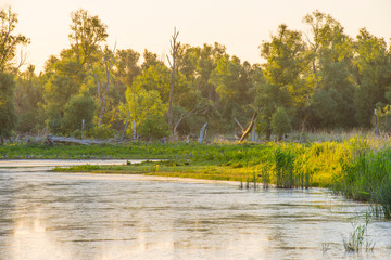 Reed along the edge of a sunlit lake at a yellow sunrise in an early spring morning
