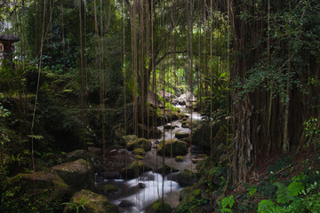 Fototapeta premium Jungle river