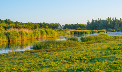 Reed along the edge of a sunlit lake at a yellow sunrise in an early spring morning