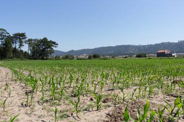 Fototapeta na wymiar Green corn maize field in early stage (Leaf Stages (Vn)). Corn agriculture in Esposende, Portugal. Green nature. Rural field on farm land in spring.