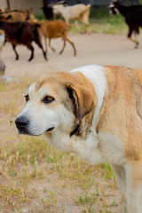 Perro pastor vigilando