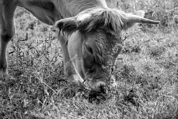 Retrato en blanco y negro de una ternera