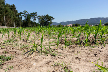 Green corn maize field in early stage (Leaf Stages (Vn)). Corn agriculture in Esposende, Portugal. Green nature. Rural field on farm land in spring.