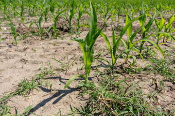 Fototapeta na wymiar Green corn maize field in early stage (Leaf Stages (Vn)). Corn agriculture in Esposende, Portugal. Green nature. Rural field on farm land in spring.