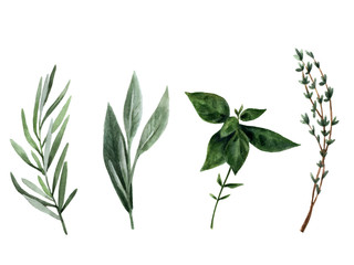 Spices and herbs in watercolor