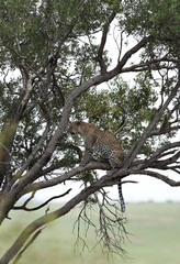 Fototapeta na wymiar Leopard sitting on a tree, Masai Mara