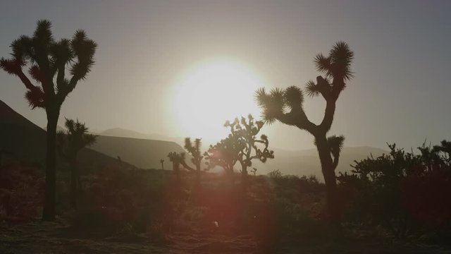 Desert scrubland lens flare shot on RED Helium 8K 60fps with a 18mm lens in RED Gamma 2.2