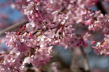 beautiful pink flowers photographed by the sunset, itlaly