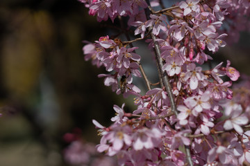 beautiful pink flowers photographed by the sunset, itlaly