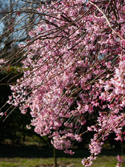 beautiful pink flowers photographed by the sunset, itlaly