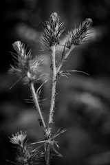 Cardos, blanco y negro