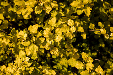 Bright green leaves on the branches in the autumn forest.