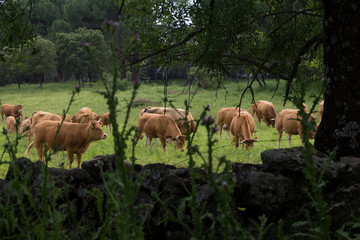 Vacas pastando en un prado