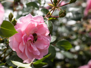 Obraz premium bee in a pink rose