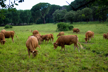 Fototapeta na wymiar Vacas pastando en un prado