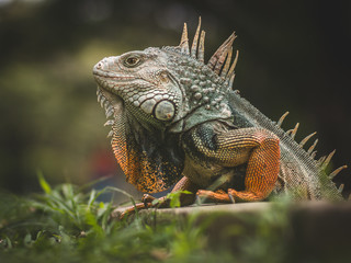 iguana on a tree