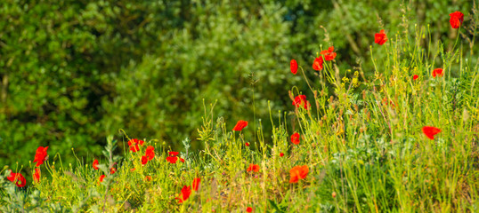 Wild flowers like red papavers in a grassy green field in sunlight at an early spring morning