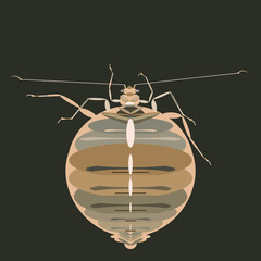 Bedbug is bloodsucking insect of a dangerous parasite vector illustration.