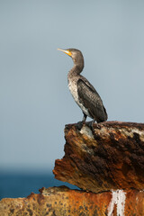 Great Cormorant perched on shipwreck, Bahrain