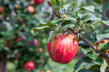 ripe apples honeycrisp on apple tree branch.