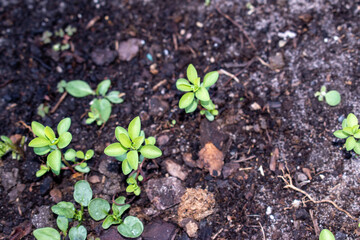new life in the garden