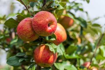 ripe apples honeycrisp on apple tree branch.