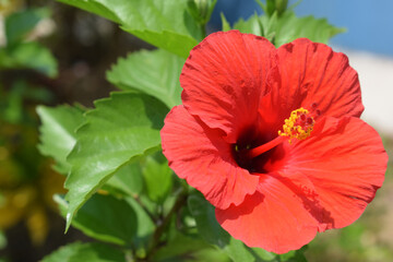Hibiscus 