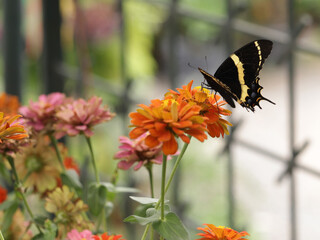 Mariposa golondrina diurna posa en flor y jardin