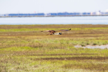 osprey in flight
