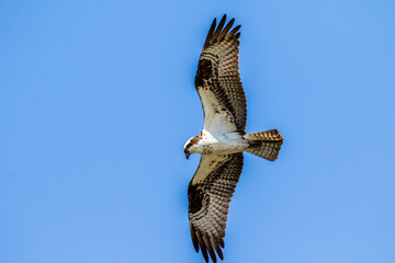 osprey in flight