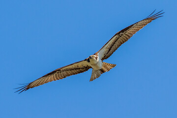 osprey in flight