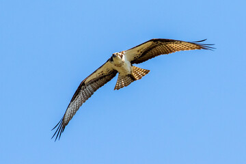 osprey in flight
