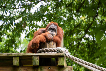 Male Orangutang as zoological specimen resting on a platform in Georgia.