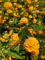 orange flowers in the garden