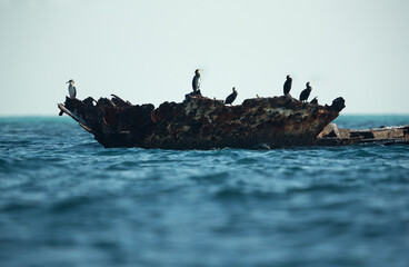 Great Cormorant resting on shipwreck, Bahrain